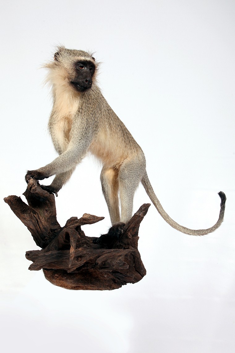 Full Mount